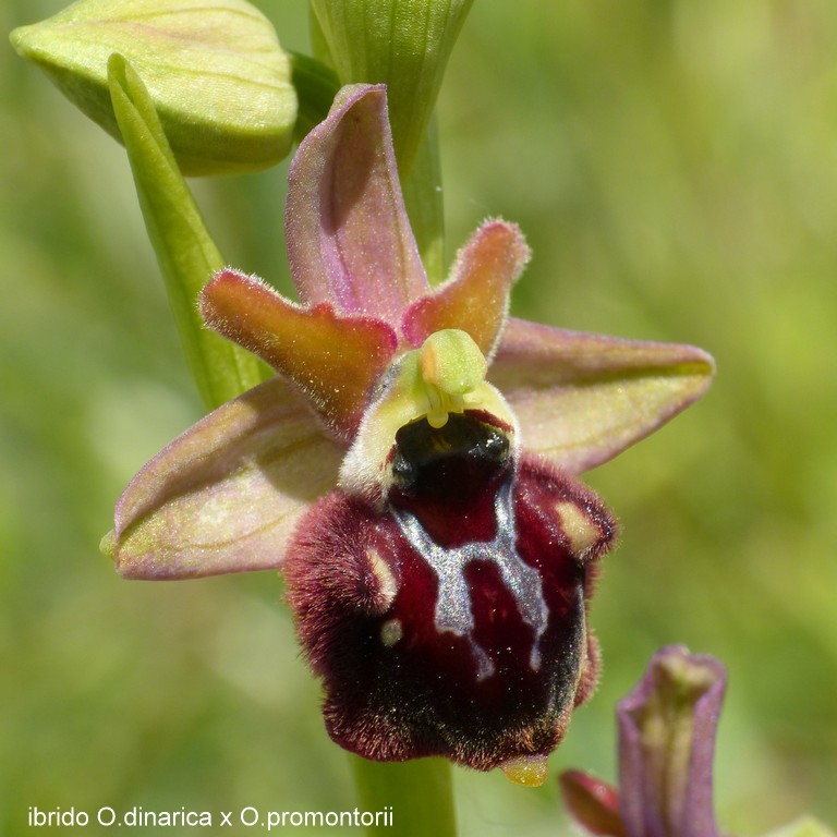 Ophrys promontorii : Abruzzo e Lazio 2019